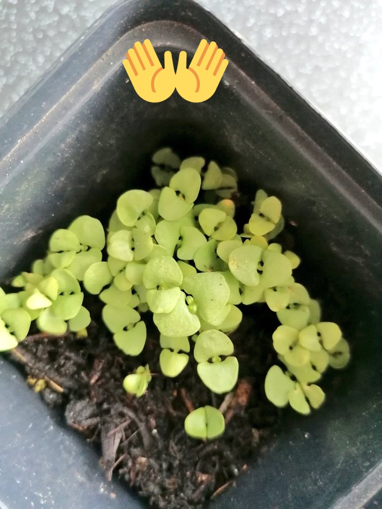JaneMcCaffert11's tweet photo. @KildrumC omg 😍 Reggie's basil, look how awesome they look 😍 xc https://t.co/5Gq7RtTx03