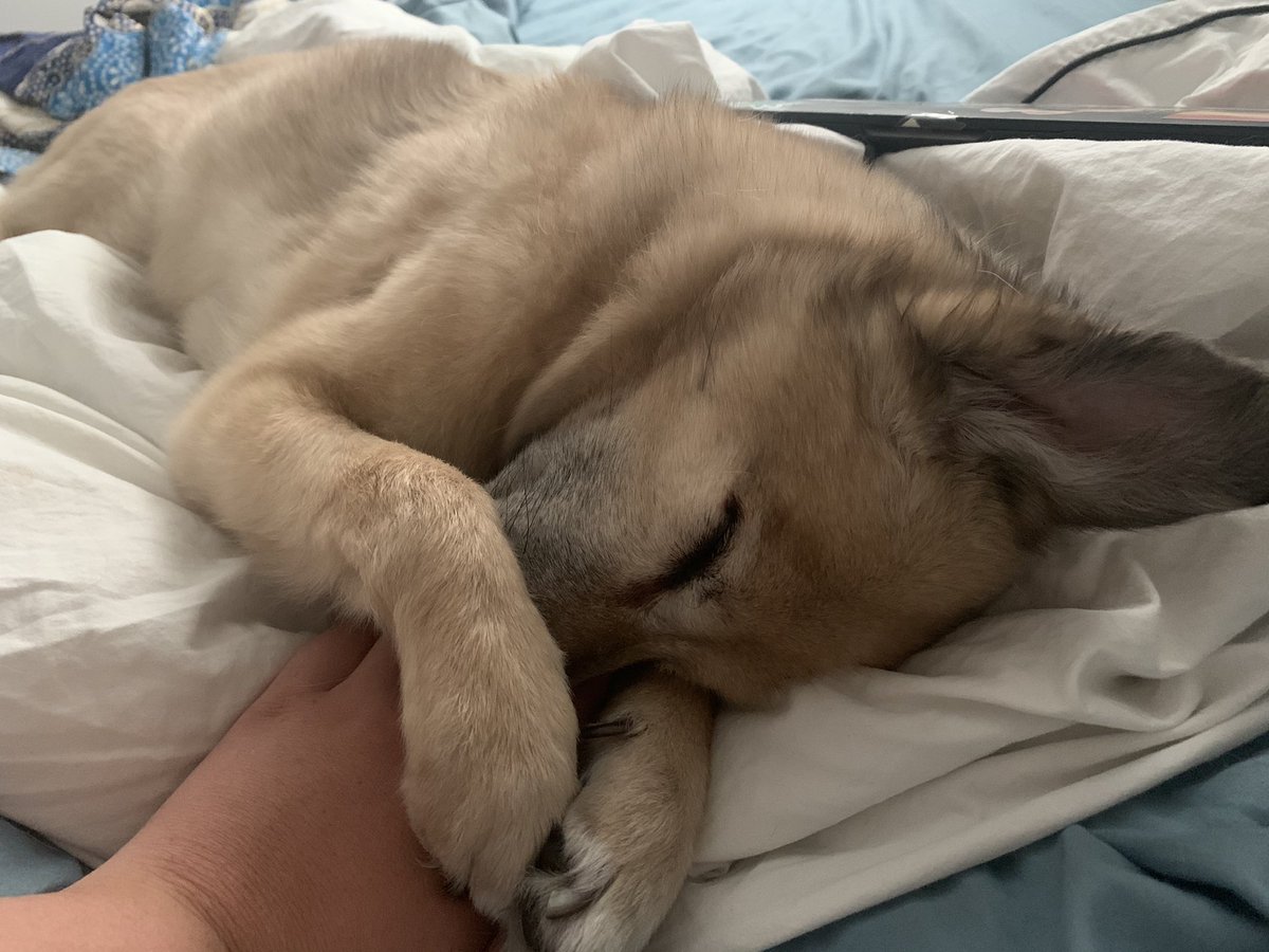 emilyandnibby's tweet photo. Mom do we really have to get out of bed??? If I’m cute can we stay 5 more minutes? 🤣🤣 #dogsoftwitter #MondayMotivation #sleepyguy #mondaythoughts #AdoptDontShop https://t.co/CVfujQcdSn