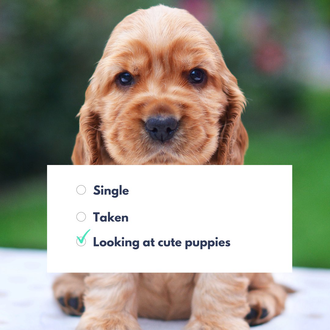 StepLadder tweet media