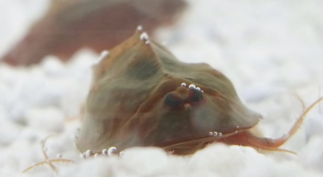 Triops King Here Is A Good View Of The Tiger Like Shell Of The Triops Cancriformis Austria Besides It S Interesting Shell You Can Identify This Triops Species By It S Shortened Tail