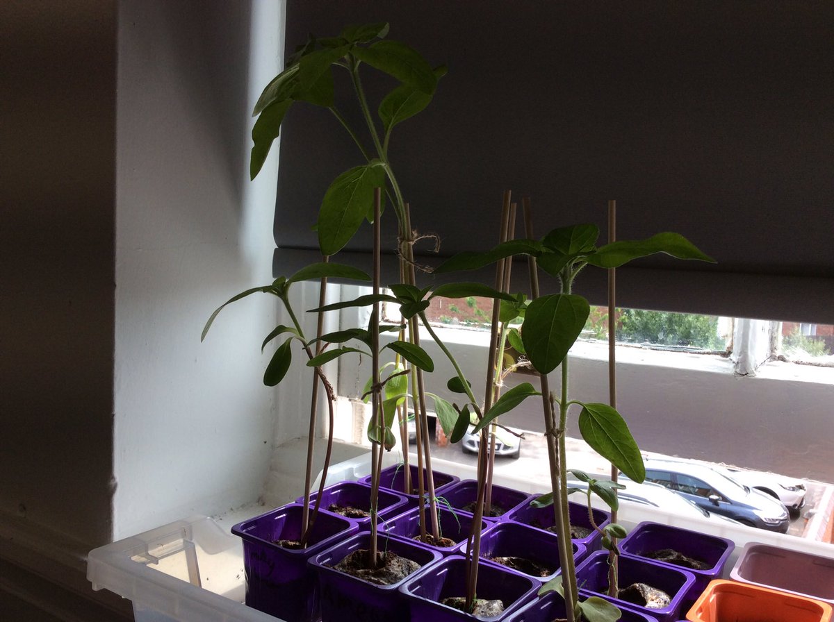Gillygate’s sunflowers are looking very healthy! <a href="/haxbyrdprimary/">Haxby Road Primary</a> @MissG_017