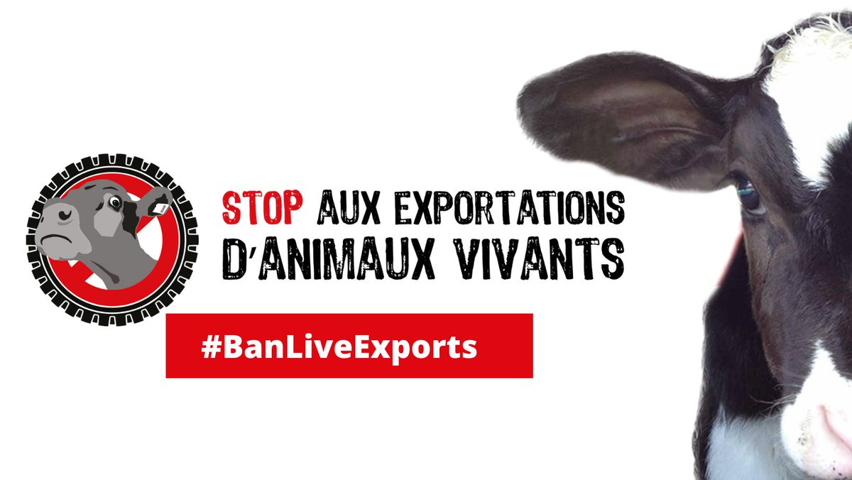 Les animaux exportés vivants subissent de terribles souffrances ! 
Les récents scandales des cargos #Elbeik ou #KarimAllah ou du blocage du #canaldeSuez pourraient être évités. 
<a href="/EU_Commission/">European Commission</a>
 #BanLiveExports