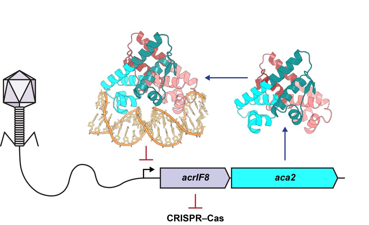 Tim Blower (@blowerlab) on Twitter photo Happy to report our new structural study on the anti-CRISPR repressor Aca2, from Ben Usher and <a href="/NilsBirkholz/">Nils Birkholz</a> <a href="/izaakbeck/">izaakbeck</a> <a href="/PeterFineran/">Peter Fineran</a> <a href="/RobFagerlund/">Rob Fagerlund</a> <a href="/SimonJacksonNZ/">SimonJackson</a> <a href="/DurBiol/">Durham BioSciences</a> <a href="/microtago/">Microbiology and Immunology Otago</a> <a href="/JStructBiol/">Journal of Structural Biology</a> sciencedirect.com/science/articl… Happy to report our new structural study on the anti-CRISPR repressor Aca2, from Ben Usher and <a href="/NilsBirkholz/">Nils Birkholz</a> <a href="/izaakbeck/">izaakbeck</a> <a href="/PeterFineran/">Peter Fineran</a> <a href="/RobFagerlund/">Rob Fagerlund</a> <a href="/SimonJacksonNZ/">SimonJackson</a> <a href="/DurBiol/">Durham BioSciences</a> <a href="/microtago/">Microbiology and Immunology Otago</a> <a href="/JStructBiol/">Journal of Structural Biology</a> sciencedirect.com/science/articl…