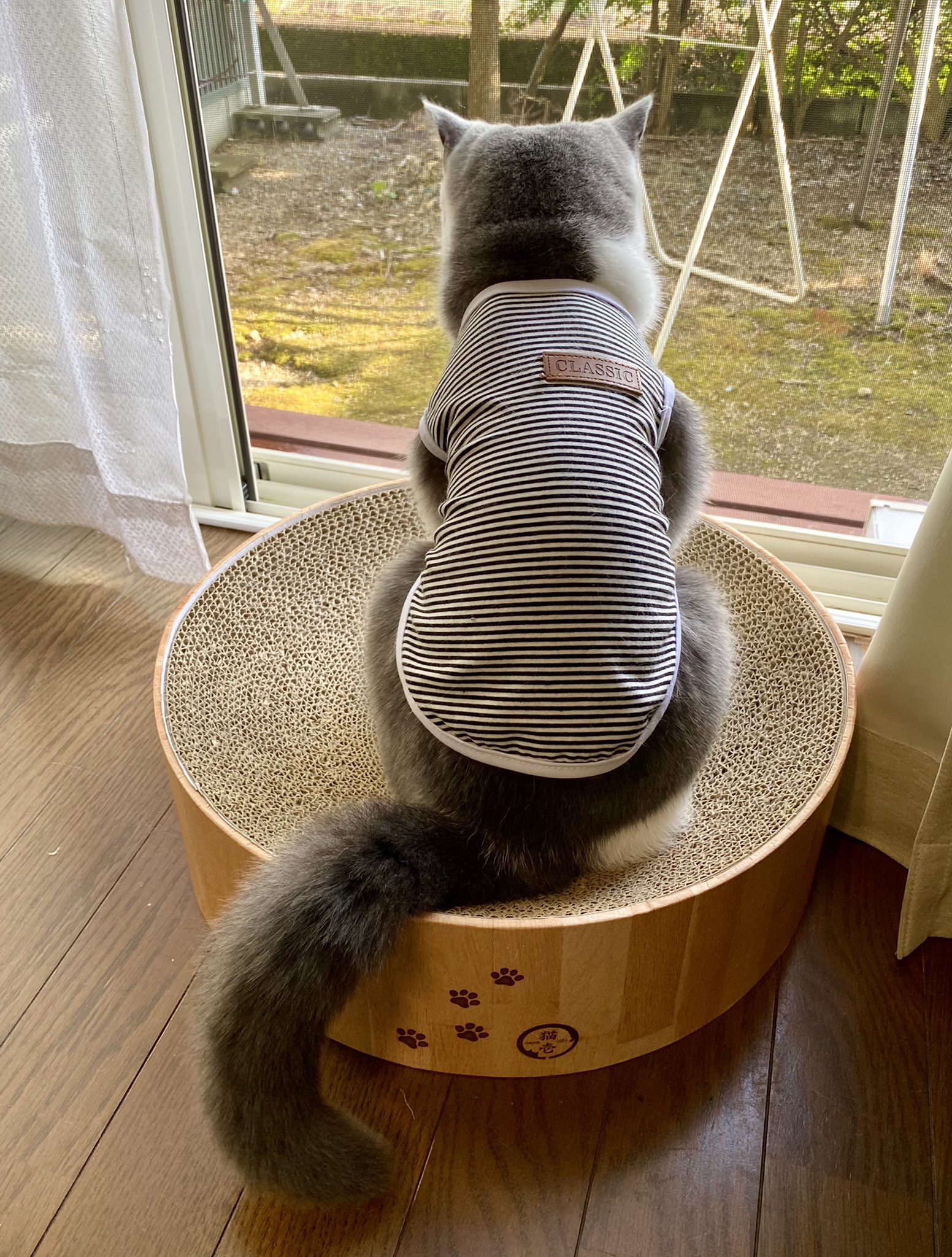 猫の背中 Twitter Search Twitter