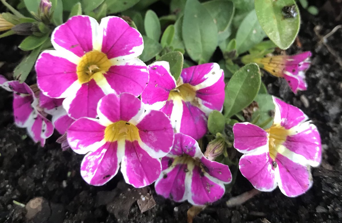 tulpenes's tweet photo. Petunia-family. Nice coloured 💗 https://t.co/YL0NKTfqIB
