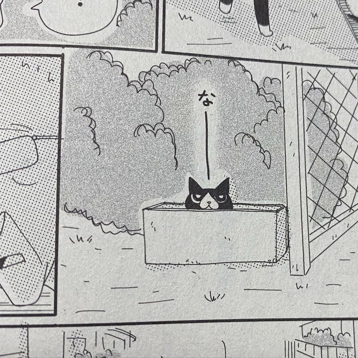 ねこぱんち7月号、本日発売です。
今回の じっちゃんと猫の住む街はチビッ子多喜ちゃん…がモデルのサルちゃん出てきます(なぜサルと名付けたのか謎)
よろしくお願いいたします! 