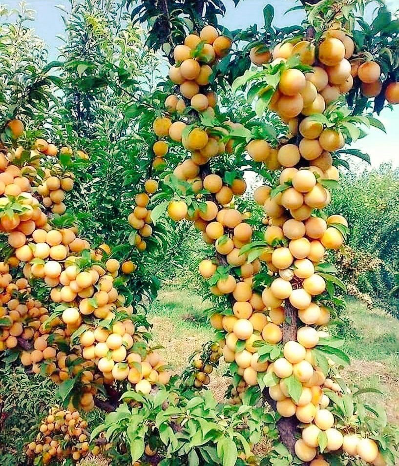 Afghanistan_5's tweet photo. Afghanistan is home for extraordinary tasty and best organic fruits. Apricot is one of them 🥭🤤 https://t.co/80PxlTFKgV