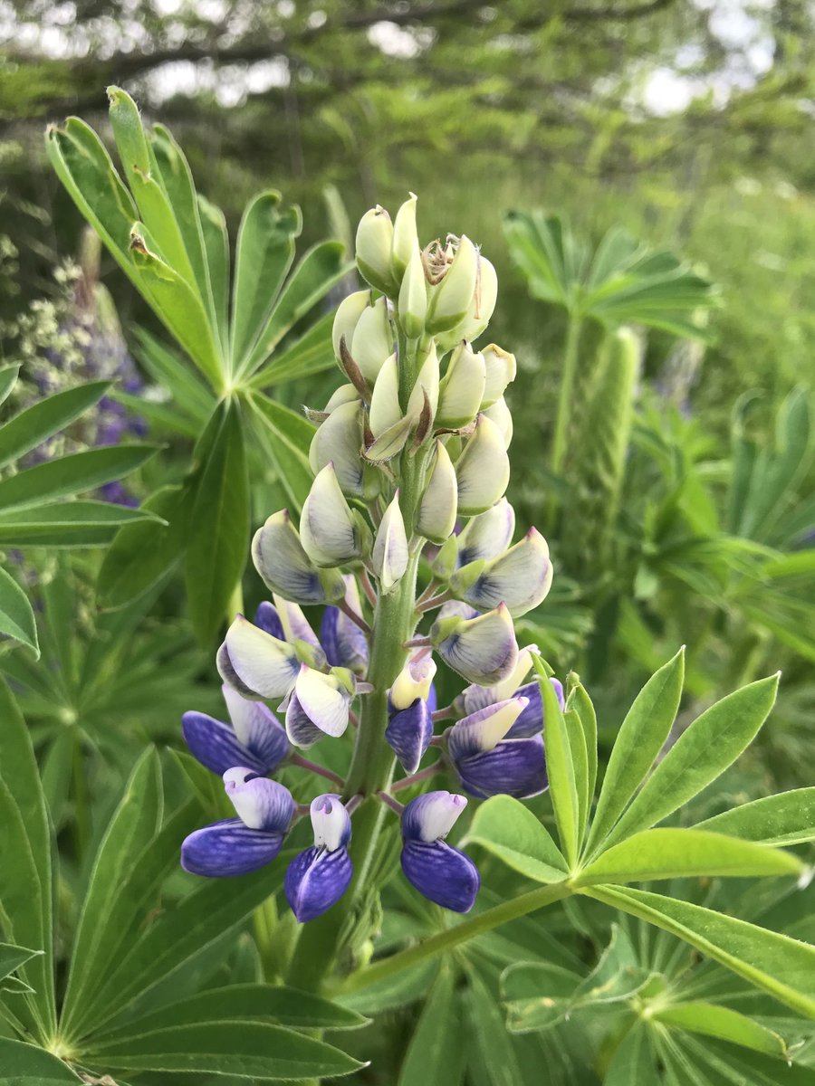 tulpenes's tweet photo. Lupine https://t.co/F63cxYekSM