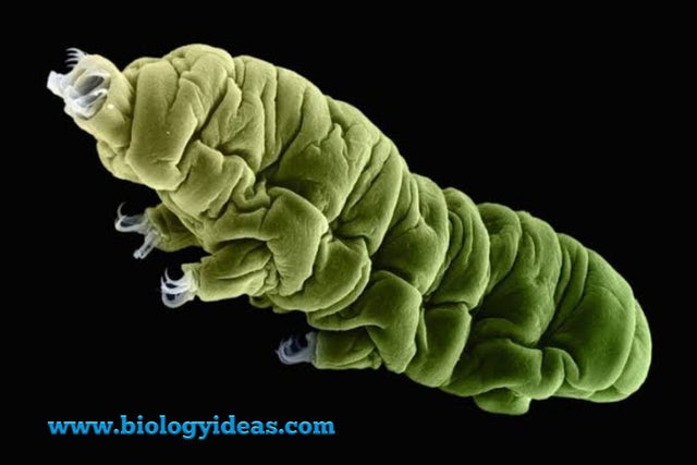 #science #STEM Extremophiles – What is an extremophiles | Biology Ideas reddit.com/r/science/comm…