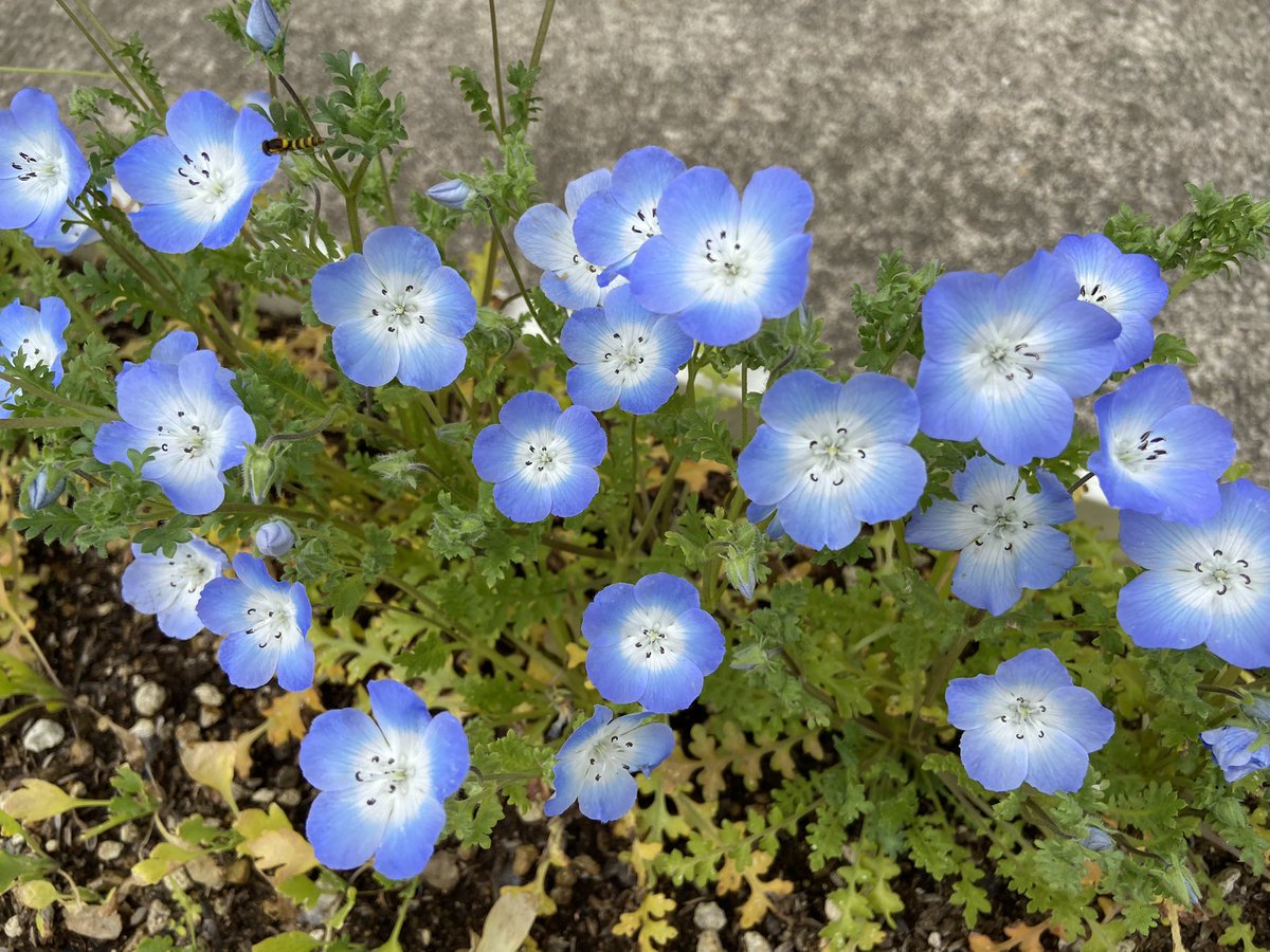 Twoucan ネモフィラ の注目ツイート イラスト マンガ コスプレ モデル