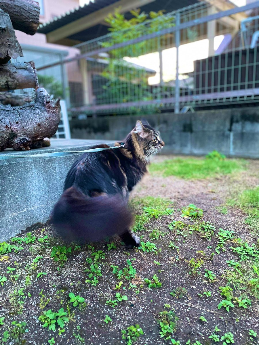 umikuun's tweet photo. 最近のケン太郎くん
＃ノルウェージャンフォレストキャット https://t.co/DFXQOTsXul