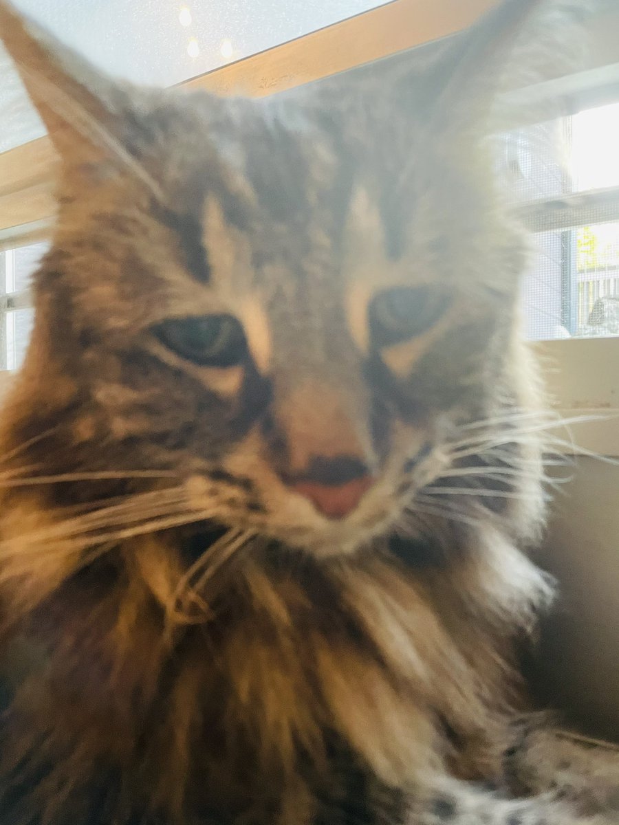 umikuun's tweet photo. 最近のケン太郎くん
＃ノルウェージャンフォレストキャット https://t.co/DFXQOTsXul