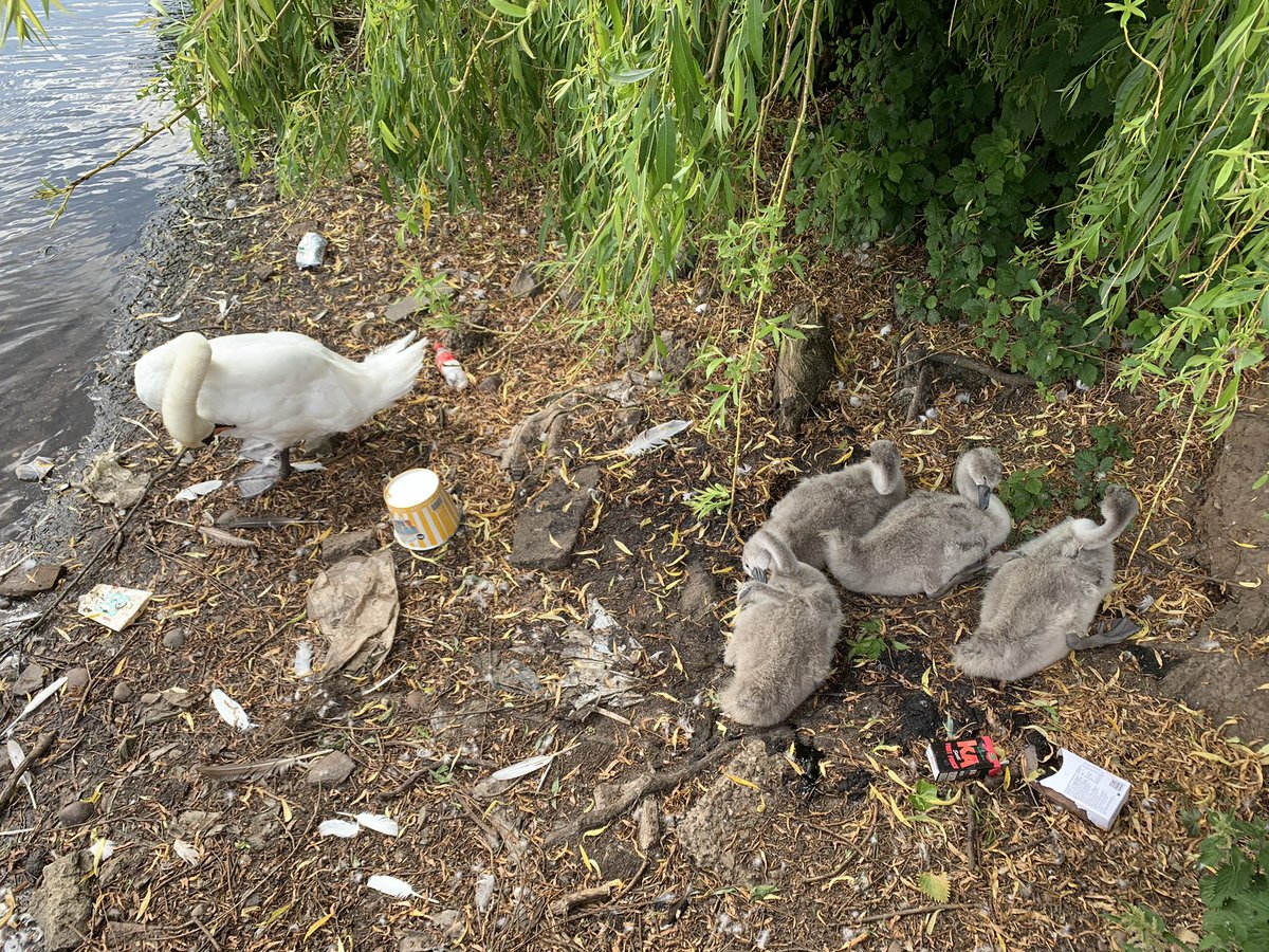 AimeeKelsey's tweet image. Come on people, we’re better than this. Use bins, if their full take your rubbish home @sandwellcouncil #rubbish #digusting #humans #humansaretheproblem #swans