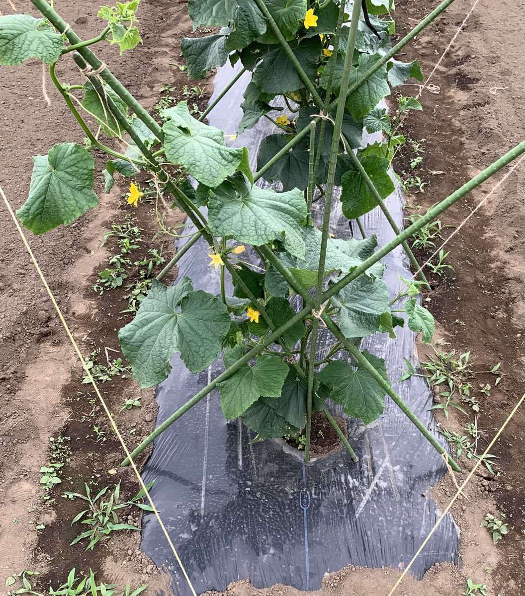 Yama野菜 畑のキュウリ 状況 実生苗の夏すずみ3本育てています だいぶ繁ってしまったので整枝しました 本蔓と子づるの2本立てにし 背丈位で摘芯 後は孫づるでの予定です 初なり計4本収穫しました キュウリ 家庭菜園