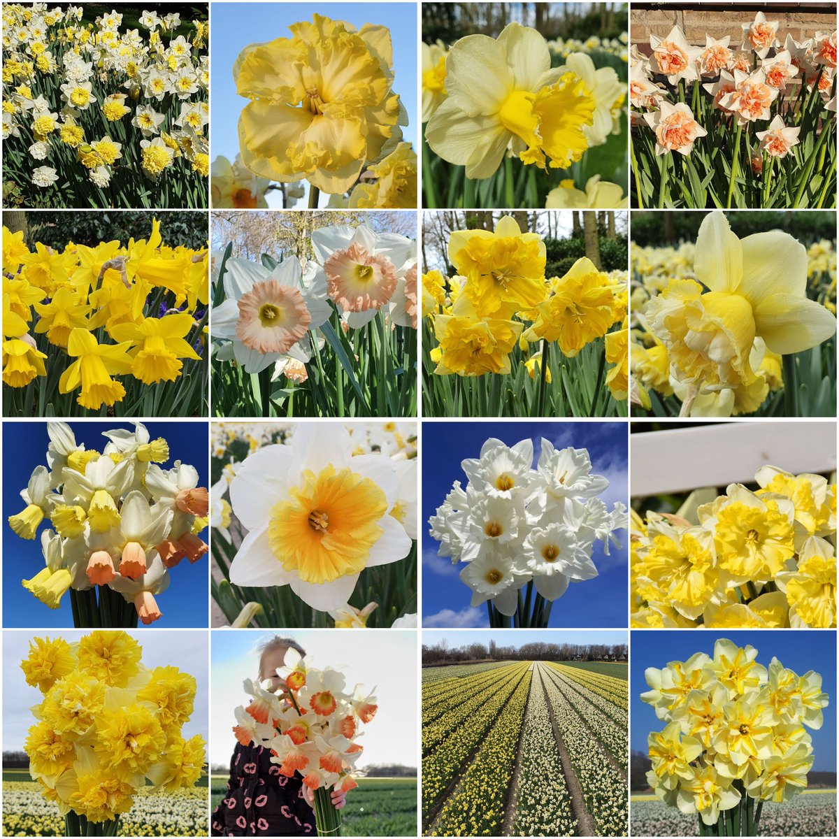 A nice collection of early daffodil varieties. Any questions? Let me know 😀 #daffodils #narcissus #Holland #flowerfarmer #flowerbulbs #inspiration