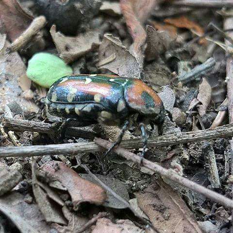 Tejpestcontrol's tweet photo. Take #cockroach control precautions to terminate population of cockroaches from your home and offices with the help of Tej #PestControl Services, Pune &amp; Satara, Maharashtra call #9922063455 https://t.co/4ssEFSCJFH https://t.co/4JLvvvs5Um