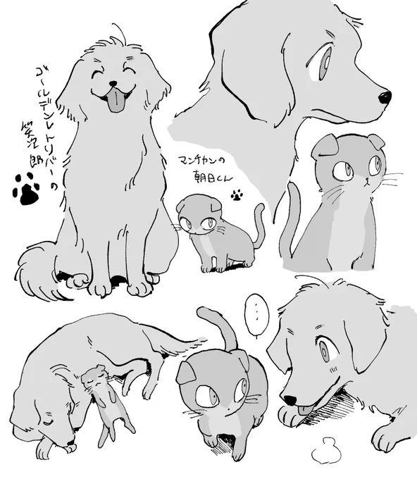 @sousakuTL 
ゴールデンレトリバーの笑次郎とマンチカンの朝日くん🐕🐈 