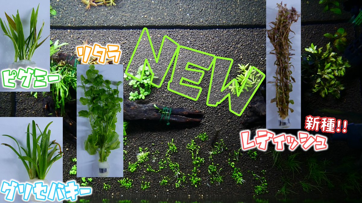 ふぶきテトラ Fubuki Tetra Fubuteto Twitter ふぶきテトラ Fubuki Tetra Fubuteto Twitter