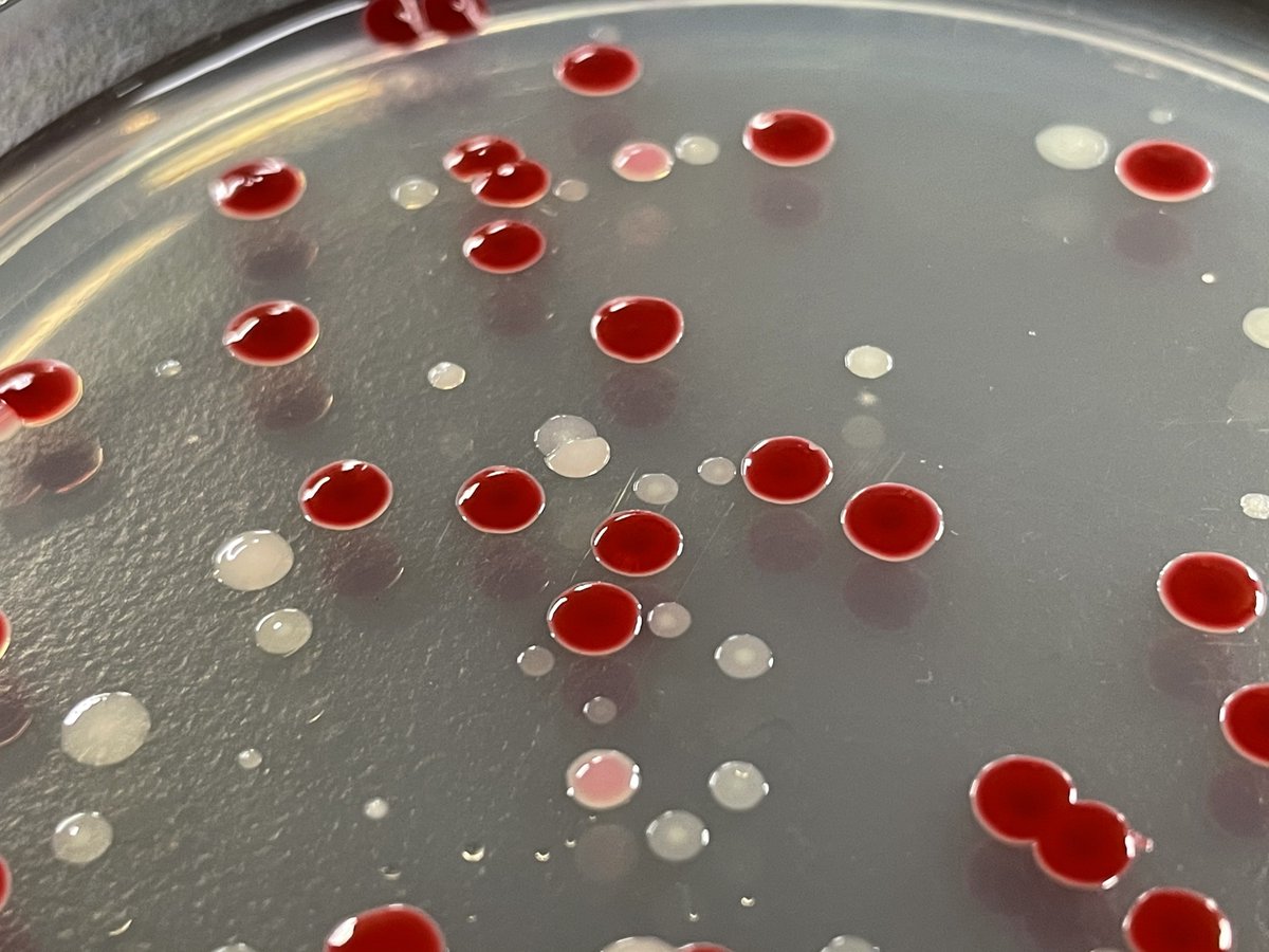 DraWataru's tweet photo. Serratia marcescens❤️😍
(Prodigiosin) https://t.co/R2QOQI21TU