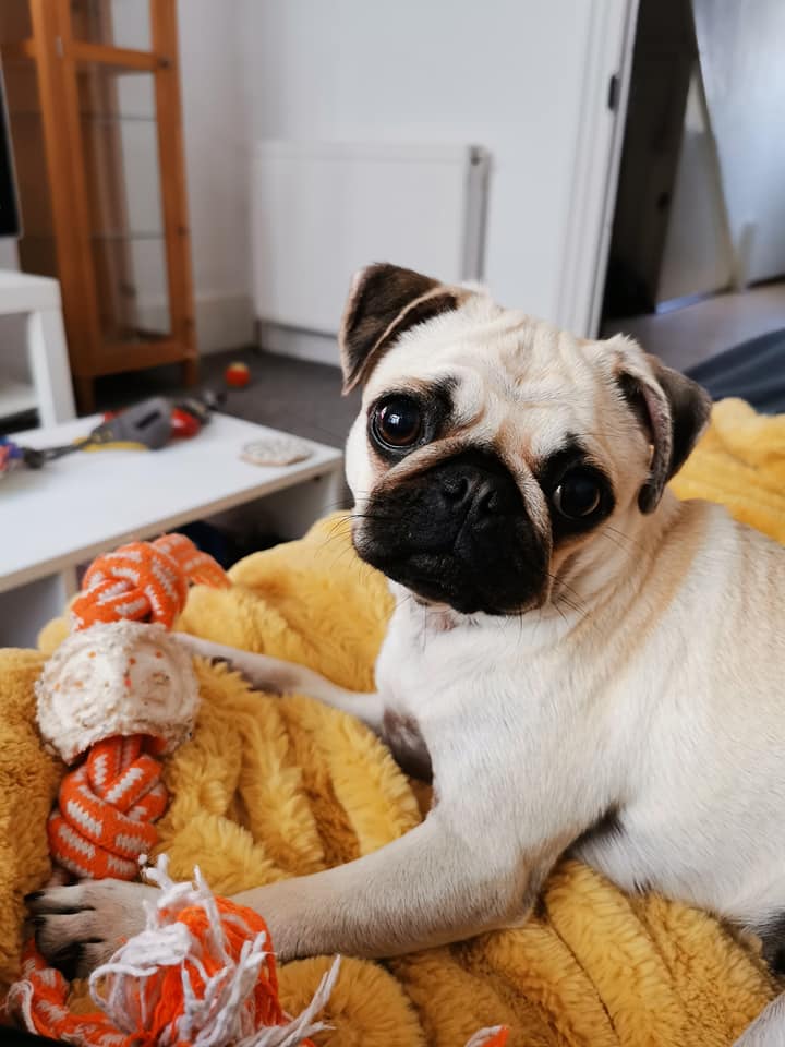 RSPCA Sussex West Branch tweet media