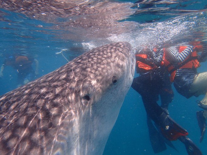 セブ島のtwitterイラスト検索結果