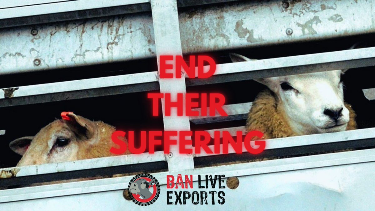 Les animaux d'élevage sont transportés pendant des jours, voire des semaines, pour subir une fin de vie brutale dans leur pays de destination. C'est la réalité de milliards d'animaux chaque année. Stop aux exportations d'animaux vivants hors UE ! #BanLiveExports <a href="/EU_Commission/">European Commission</a>