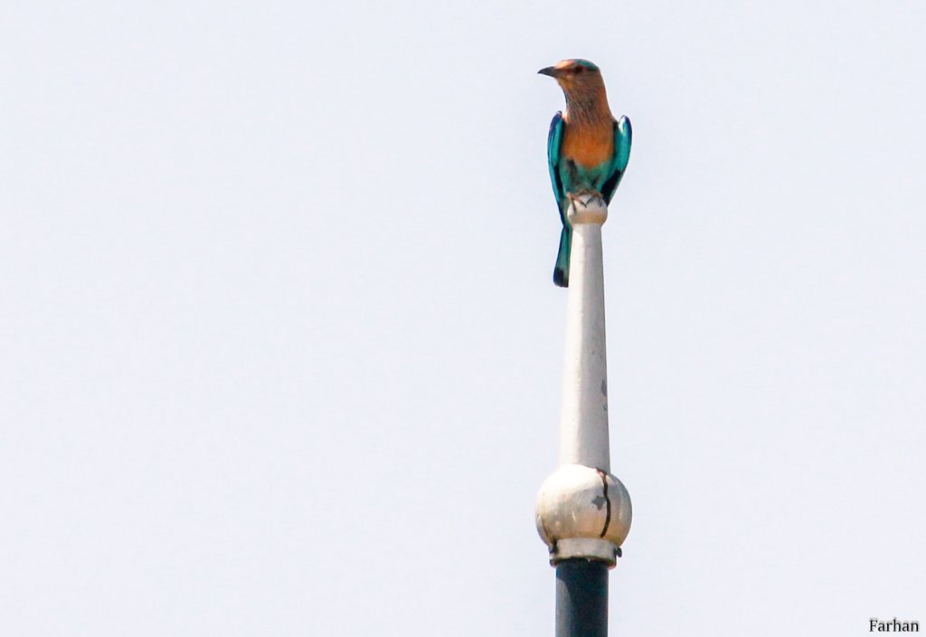 MFarhanSid's tweet photo. #Lifer #EuropeanRoller #bird #birdsofIslamabad #birdsofPakistan #birdsoftwitter #naturelovers #naturephotography #natureshoot #naturephoto #wildlife #wildlifephoto #wildlifephotography #wildlifeconservation #traveldiaries #birdwatching #BahriaEnclave #Luv4wilds #canon600D https://t.co/zyPAy38a59
