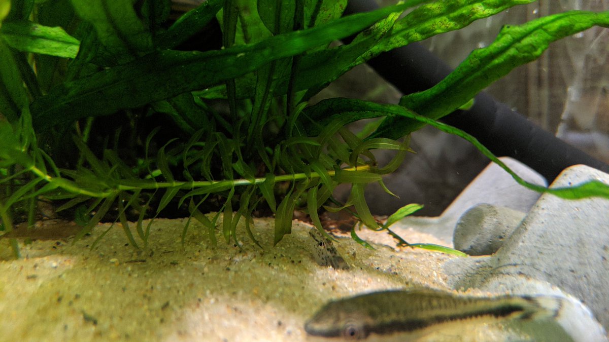 ドジョウかわいい ドジョウかわいい