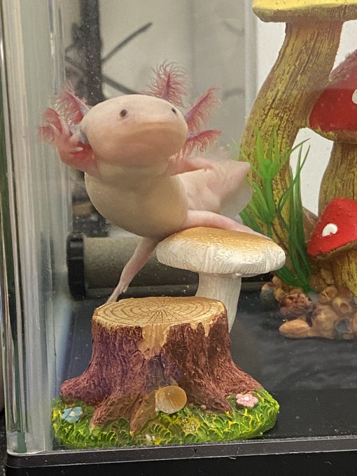 @Show33100 元画像です 