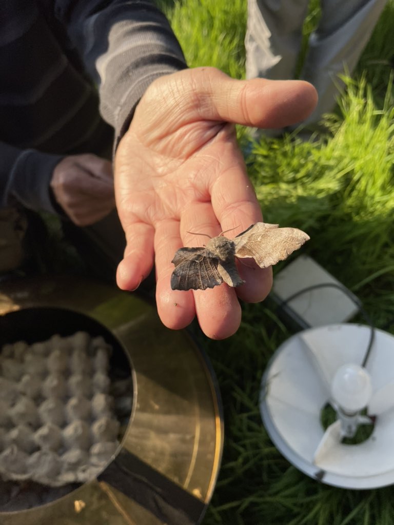 BioscienceOwen's tweet photo. Mercury vapour moth light trap last night at Knepp. Pictured below: Poplar Hawk moth, Elephant Hawk moth and Buff-tipped moth 💡#lepidoptera https://t.co/TVmUkNlbkn