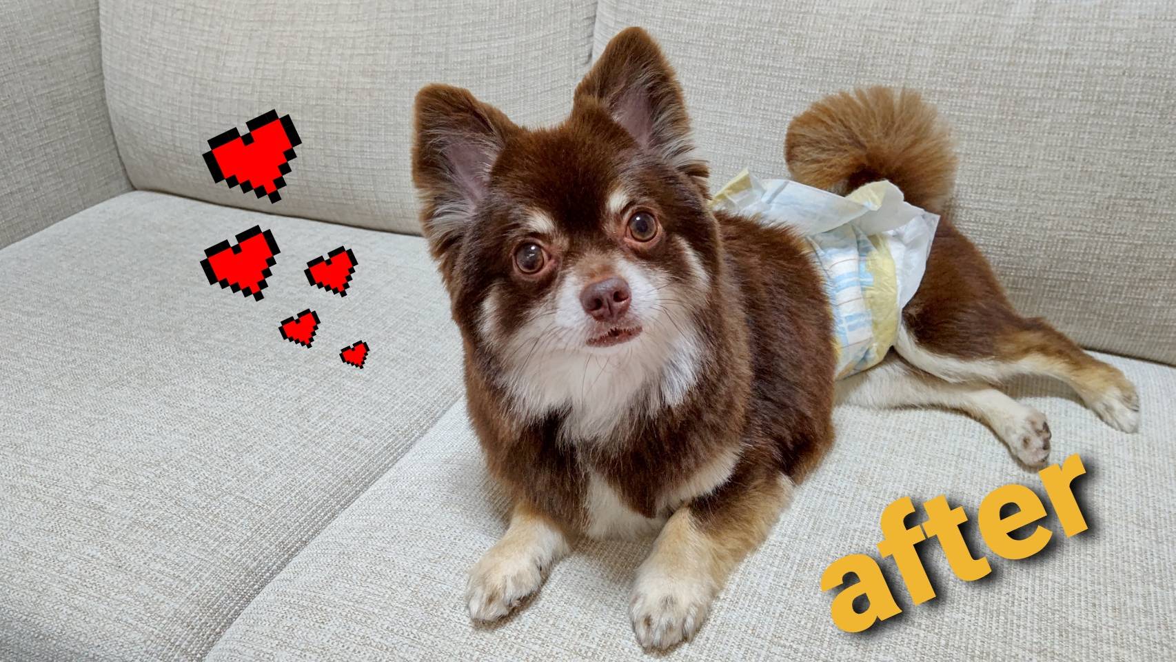 まいもくん 僕はかわいい子なのですよ チワワ まいもくん 柴犬カット 犬好きさんとつながりたい T Co Jnlkamgzk0 Twitter
