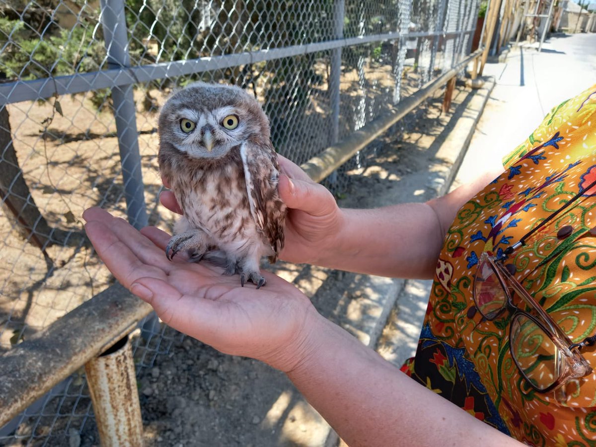 Y_Light's tweet image. пришел сегодня на работу в футболке с гриффиндорским гербом, коллега признала поттеромана, пошутили, что оба до сих пор ждем совы из Хогвартса.

Мама позже присылает фотку: смотри, кого мы возле школы подобрали