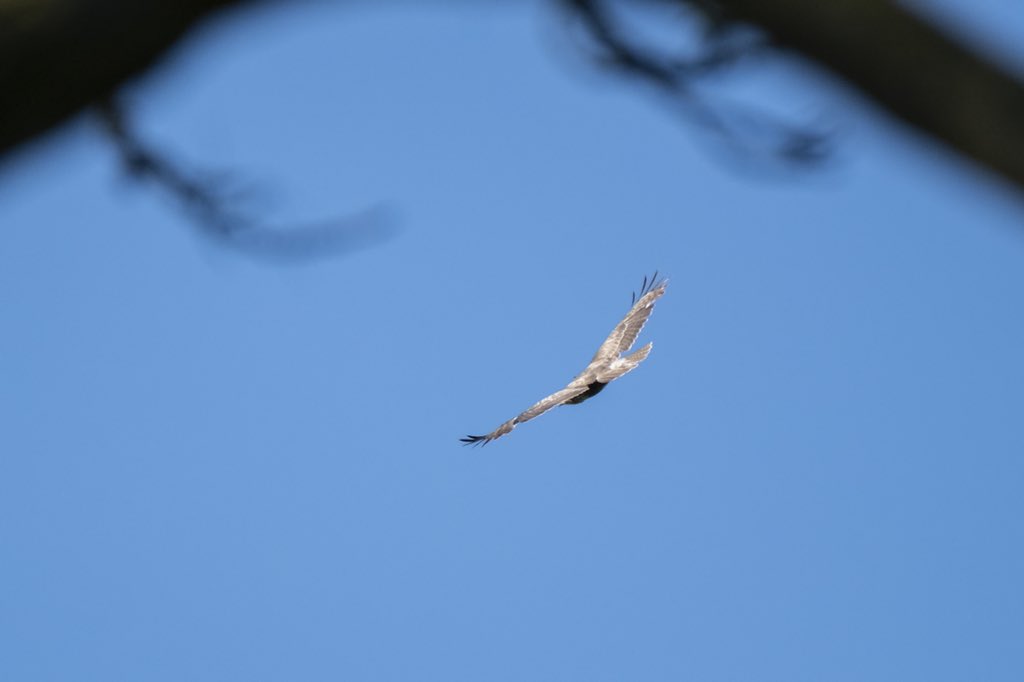 davep_photo's tweet photo. Some recent activity around #Ecton #Northamptonshire @Natures_Voice #GreatTit #Swallow #CommonBuzzard #CommonKestrel https://t.co/dLZTPnx0E8