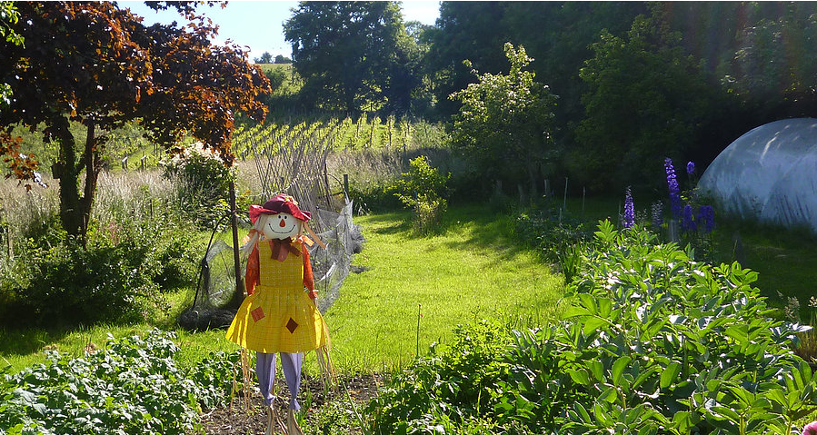 Mae @adamynyrardd yn gwmni gwych a dwi'n edrych ymlaen yn fawr i gael trafod gyda fe:
🥕#hanes tyfu llysiau yng Nghymru
🥕#llysiau Cymreig annisgwyl
🥕#tyfu llysiau yng Nghymru heddiw - ac i'r dyfodol
🥕garddio a byd #natur

Gewn ni weld faint gallwn ni ffitio mewn awr!