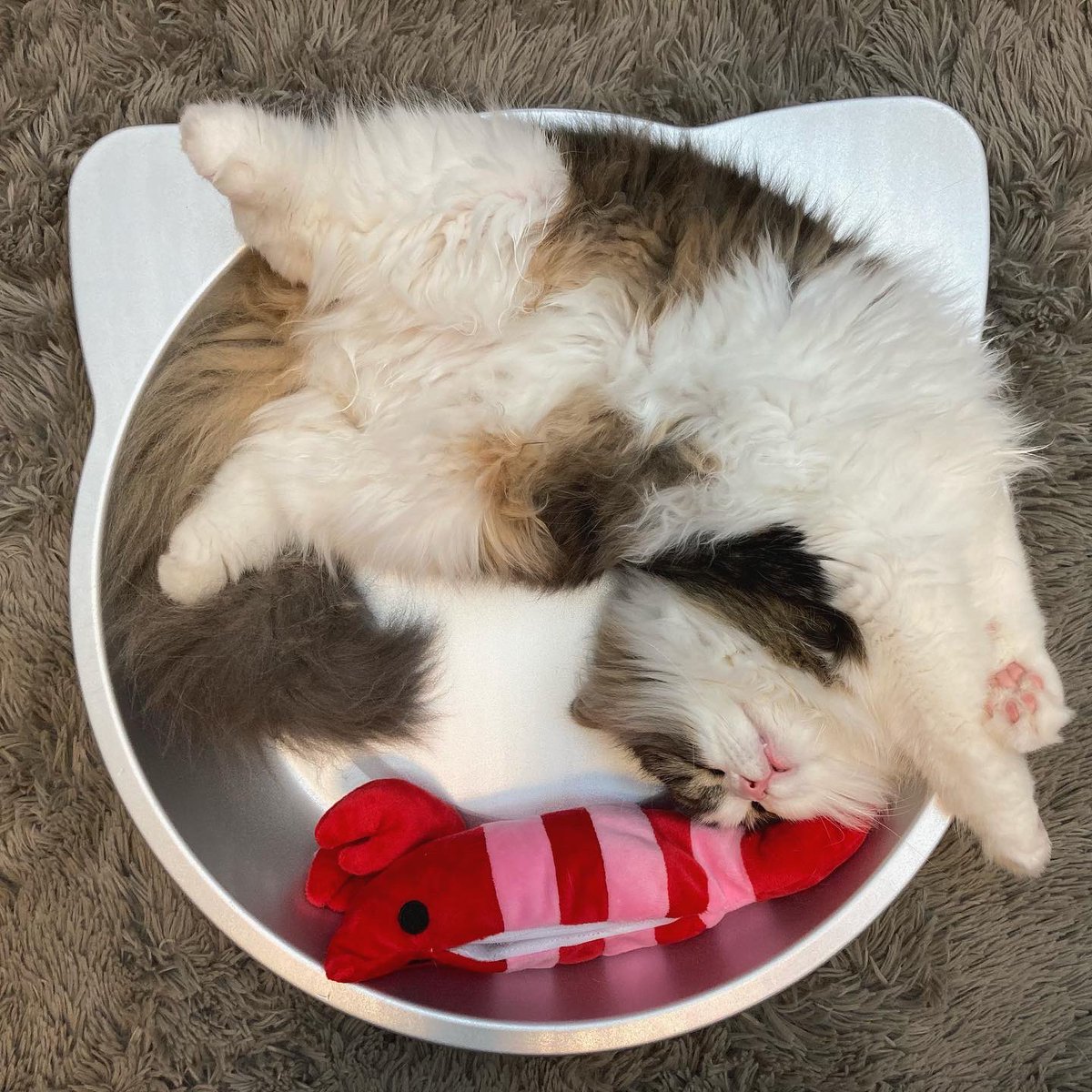 日本人が猫を食べるなんて聞いたこともない D トルコ 猫 Togetter 日本人が猫を食べるなんて聞いたこともない D トルコ 猫 Togetter