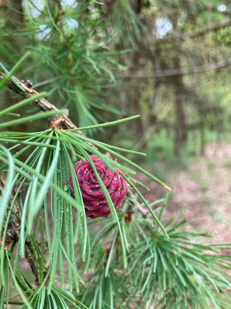 STWStaunton's tweet photo. These lovely new pine cones look like roses! https://t.co/9ewATA4yvM