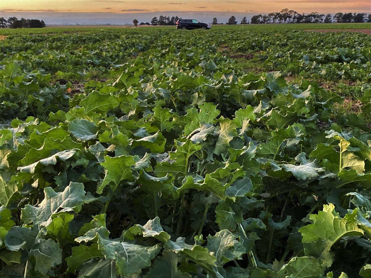 2021 Lake Bolac Vic <a href="/PacificSeeds/">Pacific Seeds</a> #Hyola Winter Canola Graze n Grain, DM and Feed Quality Trial kicking into full gear now. More N &amp; More ⛈️ &amp; then some ☀️ Pictured #Hyola 970CL &amp; #Hyola Feast CL. <a href="/kalyx_australia/">Kalyx Australia</a> <a href="/PacificSeeds/">Pacific Seeds</a> <a href="/DavidTabah/">David Tabah ("DT")</a> <a href="/AgMannes/">Anton Mannes</a> <a href="/hurgl1/">Tim Wilmshurst</a> <a href="/schilgee/">iKarl iSchilg</a> <a href="/GorstRural/">Gorst Rural</a>