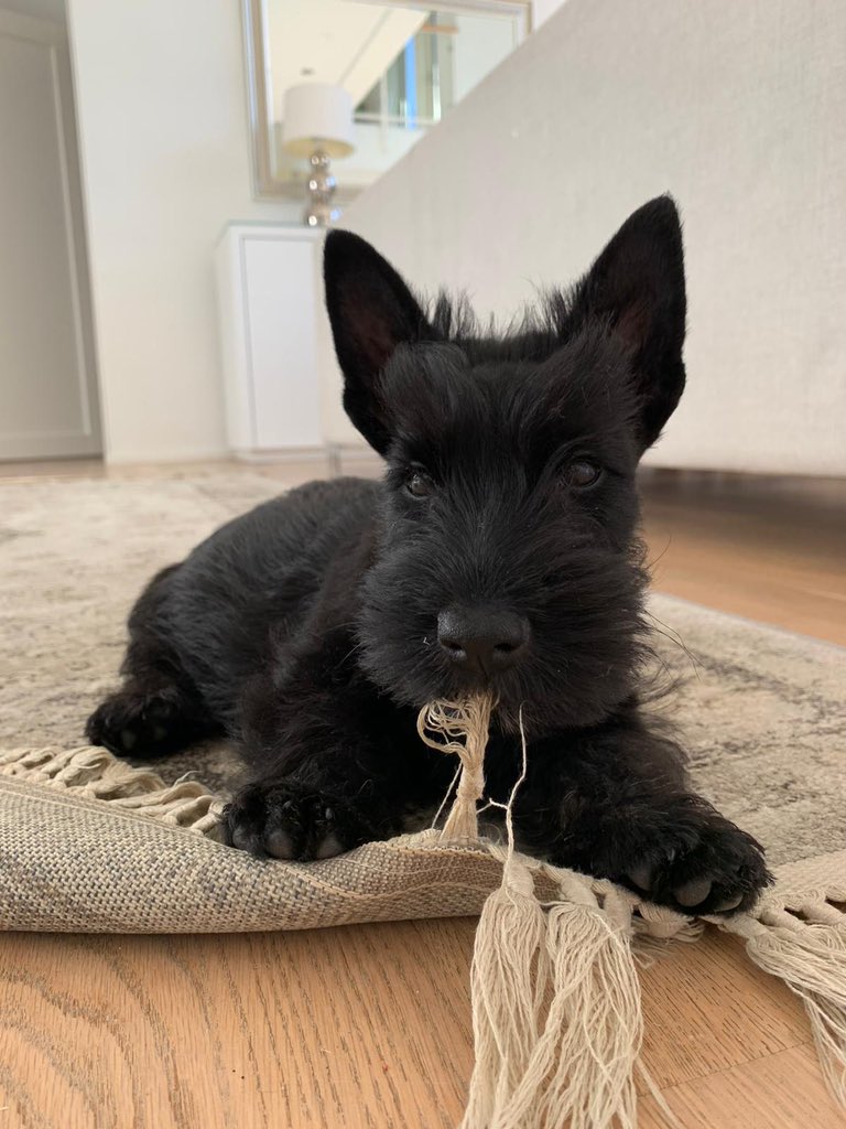 Hello! 👋 My name is Tyyne and this is my first day at the <a href="/VTTFinland/">VTT</a> home office as a office dog🐶🏡 

I’m here to solve the biggest challenges of our time 💡 However, mom said that my main task is take care of her cognivite erconomy 🧠 #TyyneTheTerrier