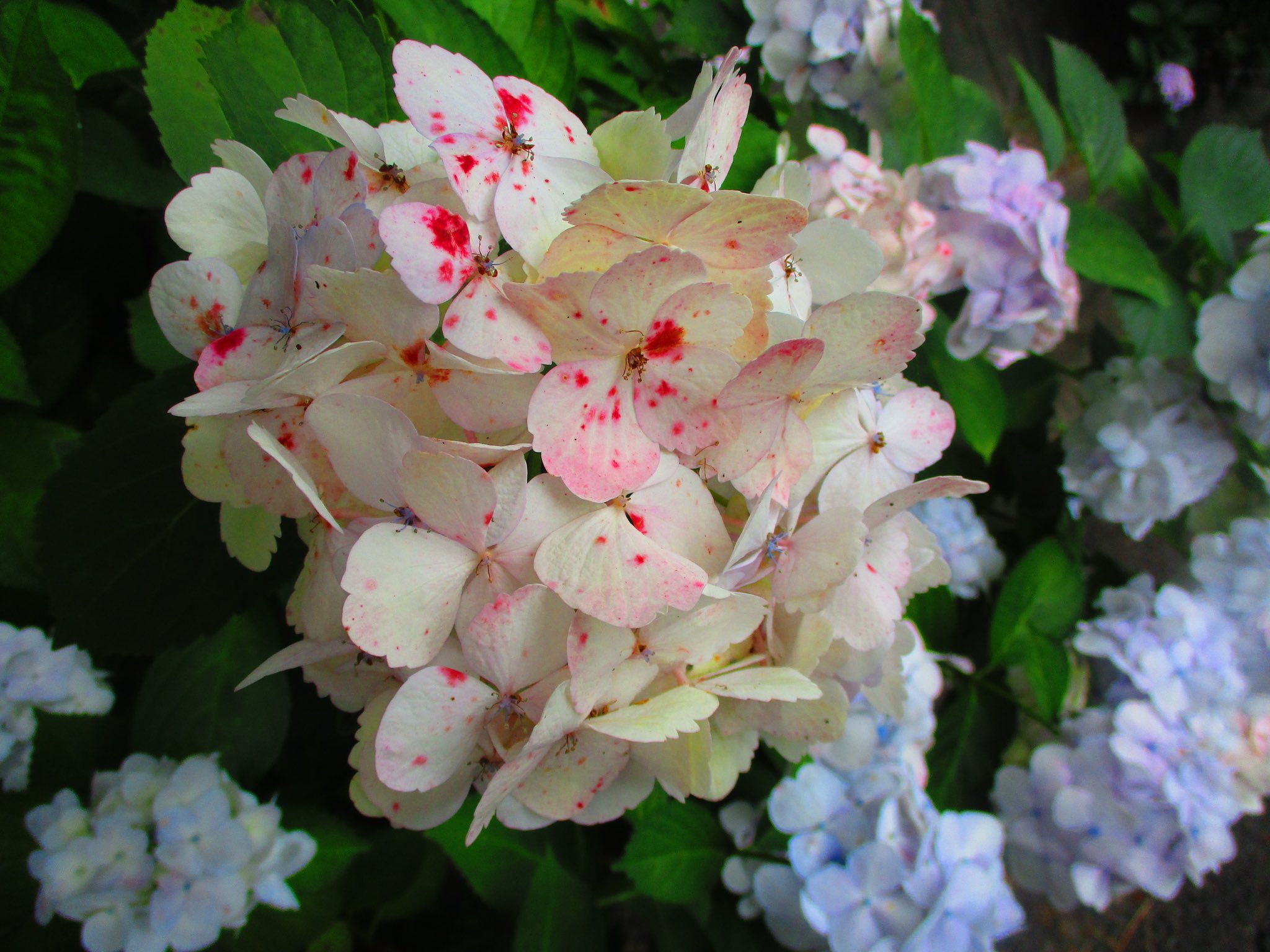 ミチル 花びらに赤い斑点が出ている紫陽花が可愛かった 花びらそのものの色も ピンク クリーム色 白 ブルーとさまざま 蓮華院誕生寺奥之院 紫陽花 T Co Lxypjcbthi Twitter