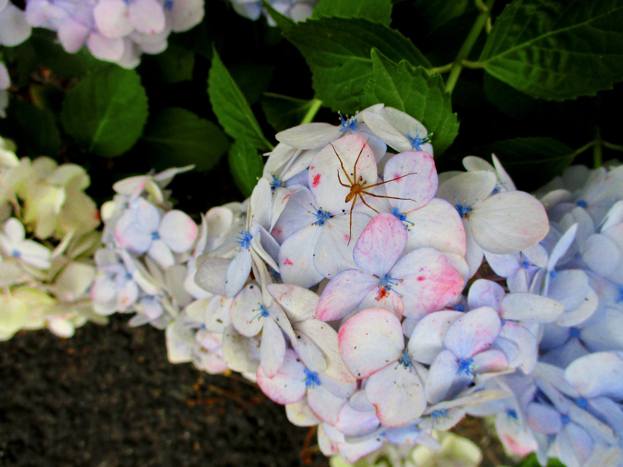 ミチル 花びらに赤い斑点が出ている紫陽花が可愛かった 花びらそのものの色も ピンク クリーム色 白 ブルーとさまざま 蓮華院誕生寺奥之院 紫陽花 T Co Lxypjcbthi Twitter