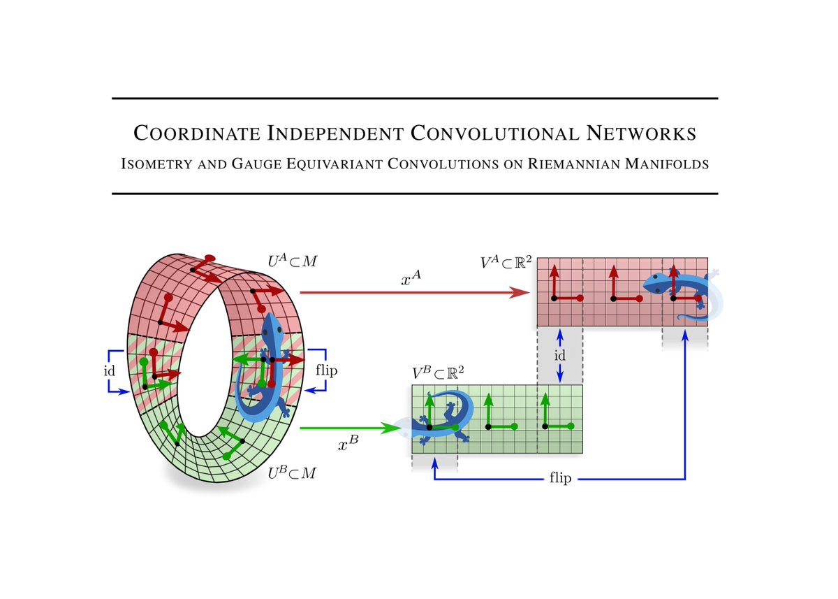Happy to announce our work on Coordinate Independent Convolutional Networks.
It develops a theory of CNNs on Riemannian manifolds and clarifies the interplay of the kernels' local gauge equivariance and the networks' global isometry equivariance.
arxiv.org/abs/2106.06020
[1/N]
