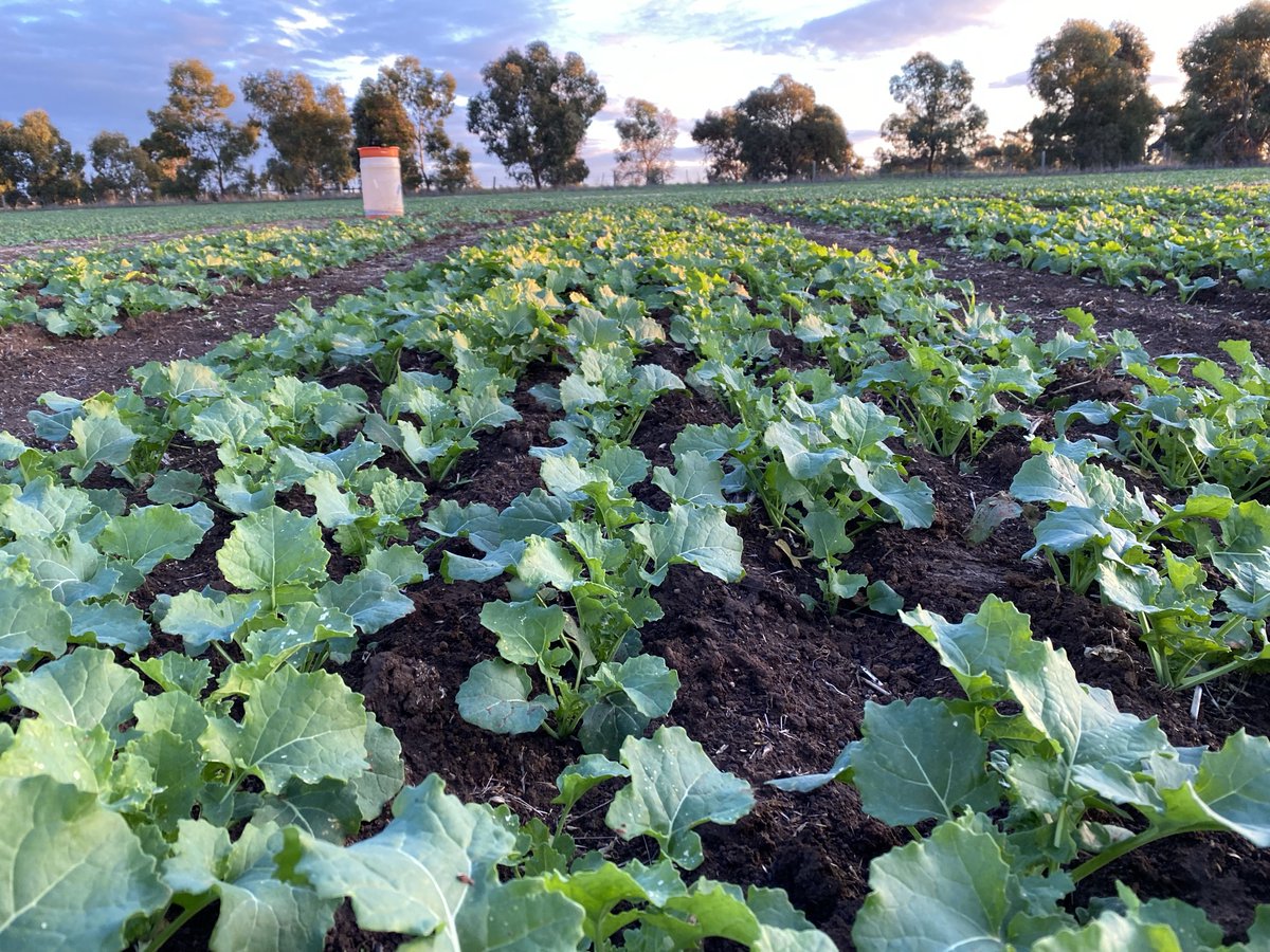 2021 <a href="/GorstRural/">Gorst Rural</a> Spring Canola Trials near Lake Bolac Vic very impressive with latest rainfall &amp; prime position with Lake views. Hybrid picks from the Trials were #Hyola Equinox CL, #Hyola Blazer TT &amp; #Hyola Enforcer CT....Well done <a href="/GorstRural/">Gorst Rural</a> <a href="/AgMannes/">Anton Mannes</a> <a href="/hurgl1/">Tim Wilmshurst</a> <a href="/DavidTabah/">David Tabah ("DT")</a>