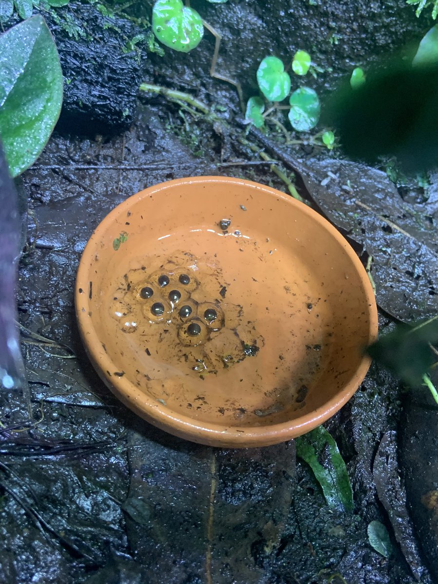 スプリングテイルズspringtails Springtails Twitter