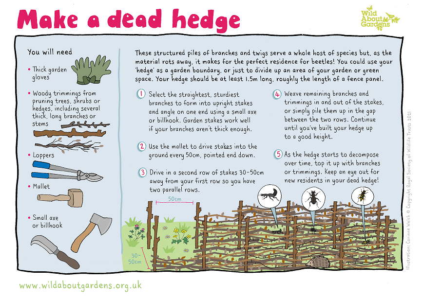 WildlifeTrusts's tweet image. Pledge to build a beetle bucket, beetle bank, or dead hedge in your garden or local green space and help us protect these amazing insects and everything else that depends on them. wildaboutgardens.org.uk