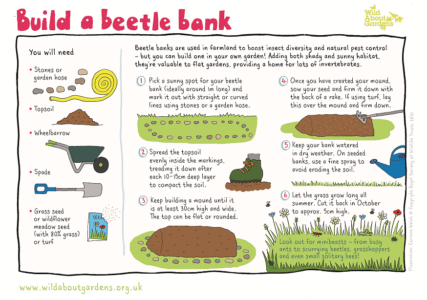 WildlifeTrusts's tweet image. Pledge to build a beetle bucket, beetle bank, or dead hedge in your garden or local green space and help us protect these amazing insects and everything else that depends on them. wildaboutgardens.org.uk