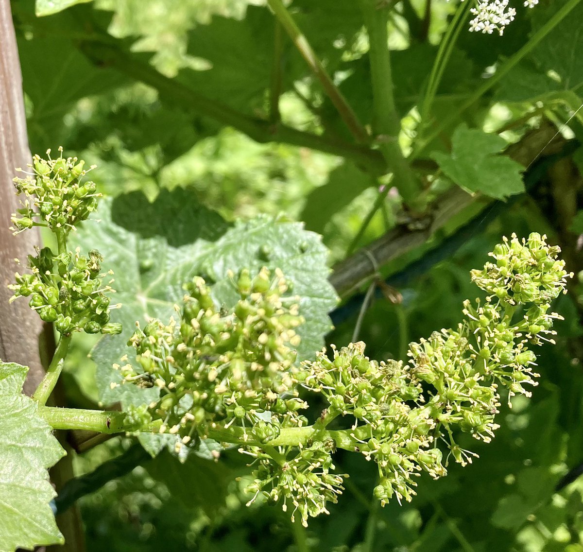 GoepfB's tweet image. Der Blauburgunder blüht