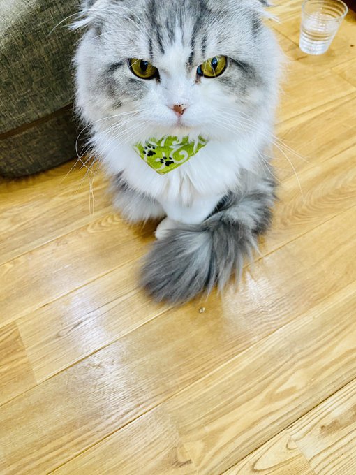 去年の写真だけど茶々丸可愛すぎ!!!!親バカでごめんね!! 