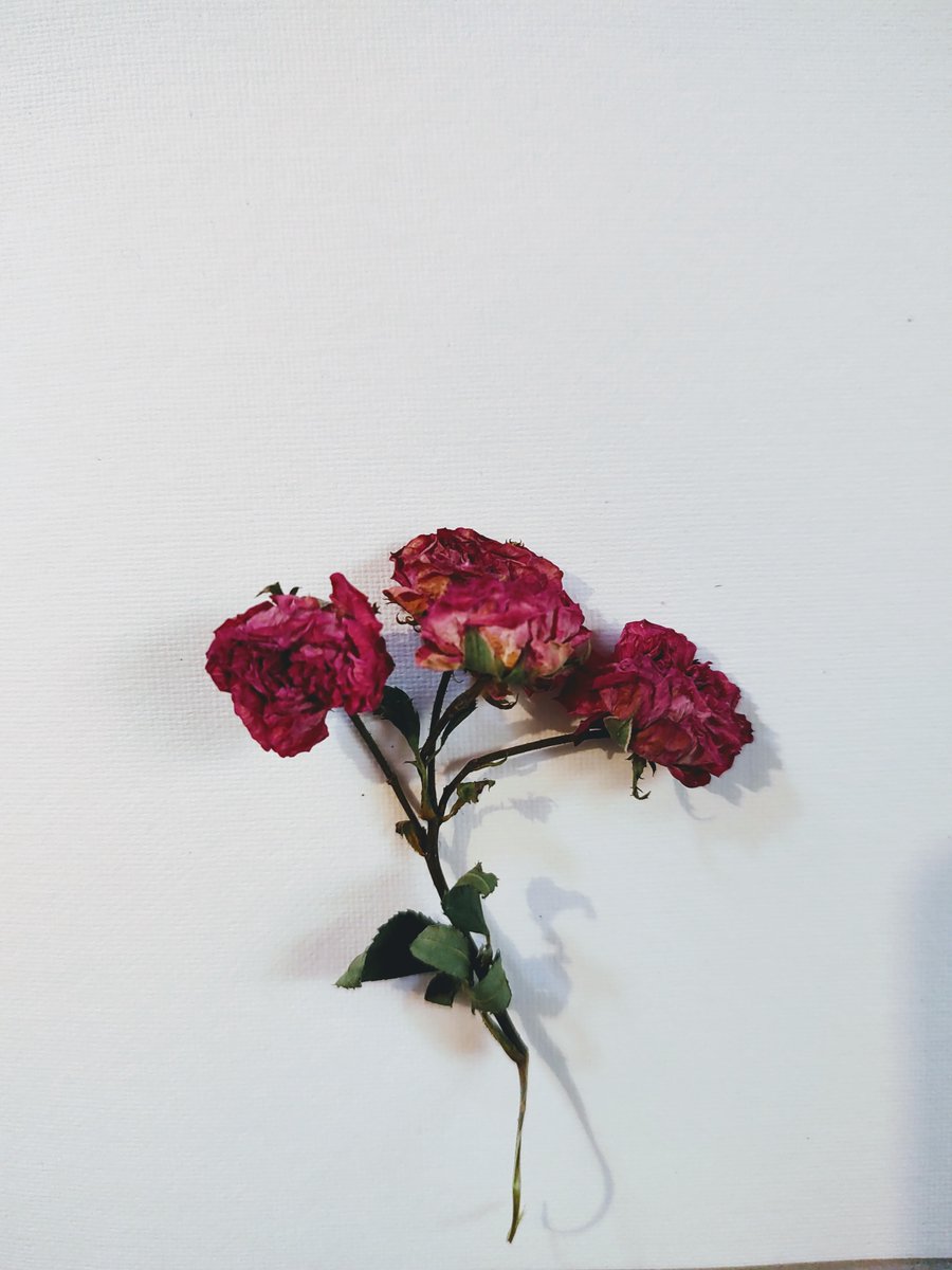 Sushmitav1's tweet photo. Bougainville and roses, incredible soothing among thorns
#JustLockDownThings https://t.co/SL7f0d6DfX