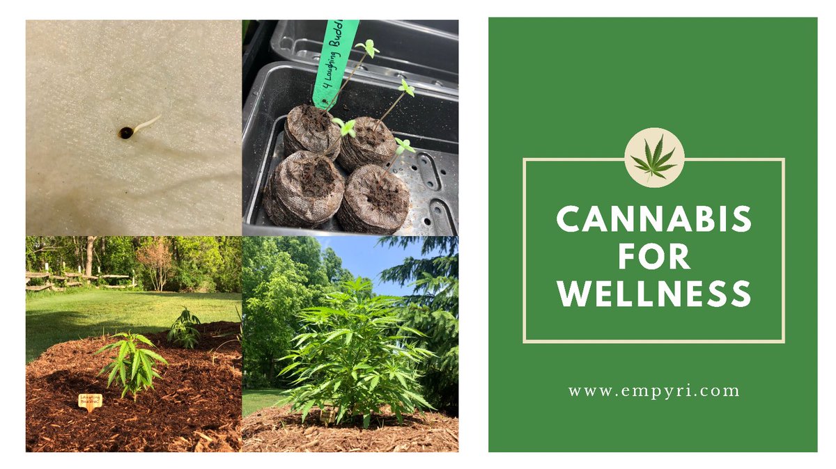 Four stages from a tiny little seedling to beautiful vegetative growth 💛🌱 #laughingbuddha #growyourown <a href="/BarneysAms/">Barney's Farm</a>