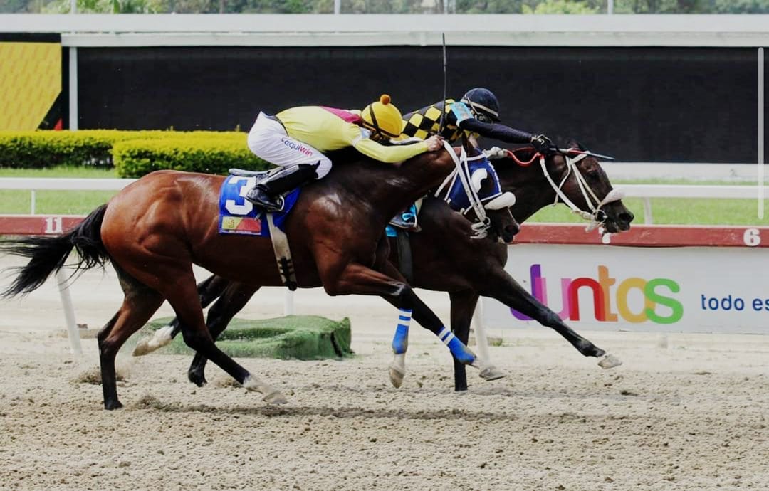 CiprianoGil2's tweet photo. #MIAFAUSTINA 🔥🔥🔥🔥
#STUDMM 🇻🇪
#RADAMESSANTAMARIA🏇 https://t.co/KnqjeM8kmX